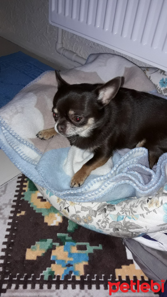 Chihuahua, Köpek  ÇOKO fotoğrafı