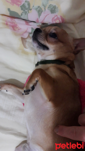 Chihuahua, Köpek  ÇOKO fotoğrafı