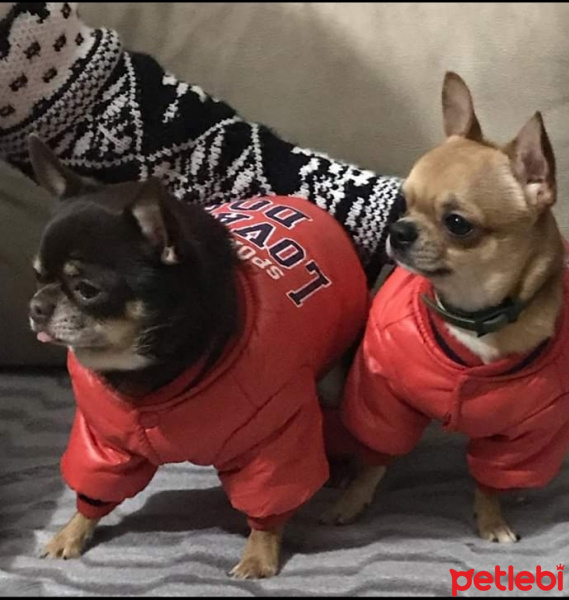Chihuahua, Köpek  ÇOKO fotoğrafı