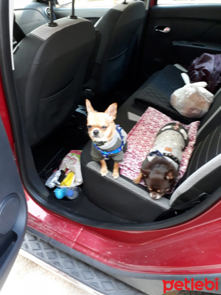 Chihuahua, Köpek  ÇOKO fotoğrafı
