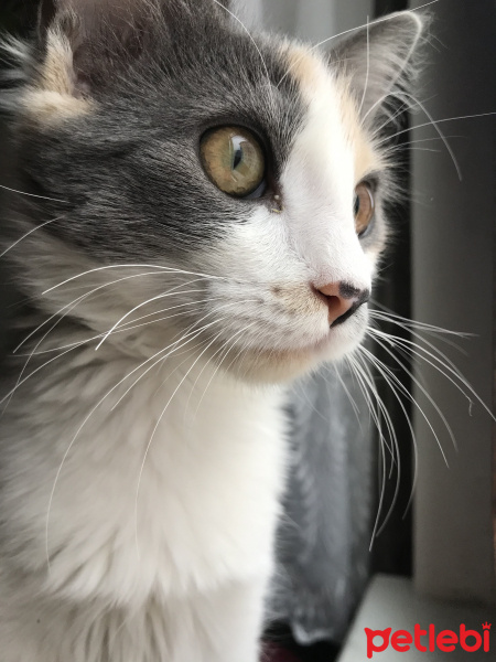 Ankara Kedisi, Kedi  Zeyna fotoğrafı