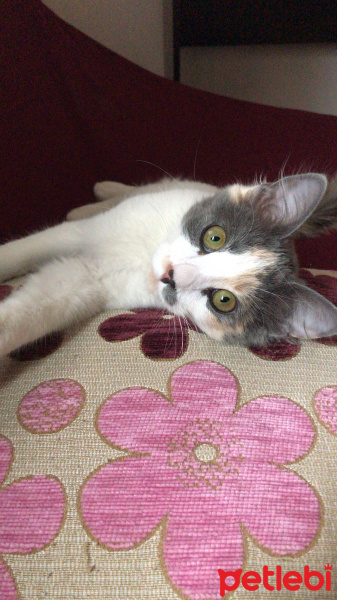 Ankara Kedisi, Kedi  Zeyna fotoğrafı