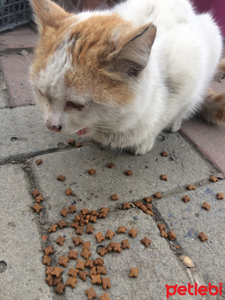 Sarman, Kedi  Pamuk fotoğrafı