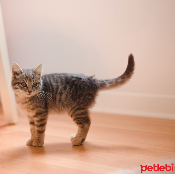 Tekir Kedi, Kedi  Minimoni fotoğrafı