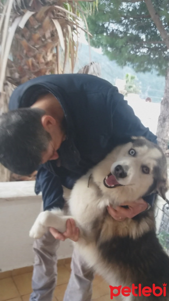 Sibirya Kurdu (Husky), Köpek  Zeus fotoğrafı