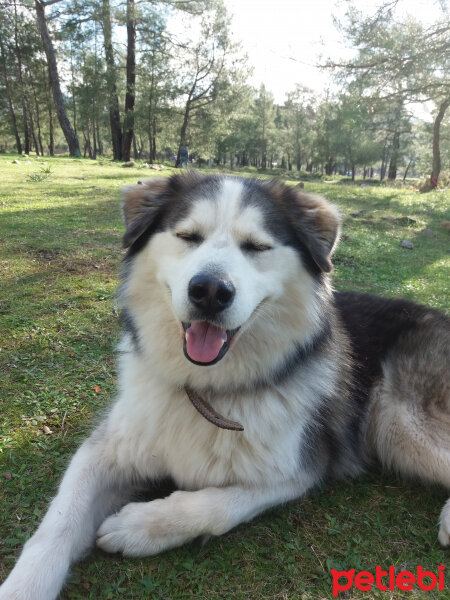 Sibirya Kurdu (Husky), Köpek  Zeus fotoğrafı