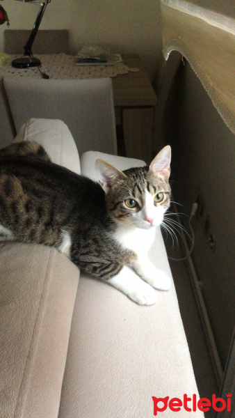 Tekir Kedi, Kedi  Yubiş fotoğrafı