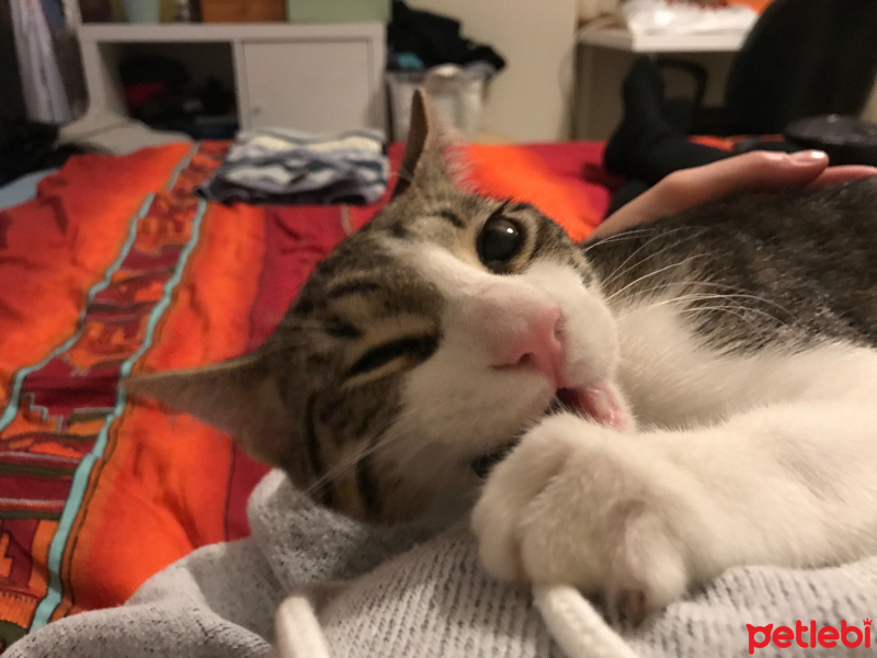 Tekir Kedi, Kedi  Yubiş fotoğrafı