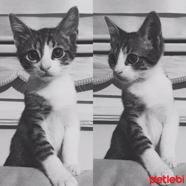 Tekir Kedi, Kedi  Yubiş fotoğrafı