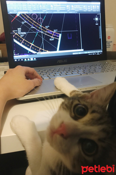 Tekir Kedi, Kedi  Yubiş fotoğrafı