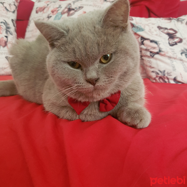 British Shorthair, Kedi  Ponçik fotoğrafı