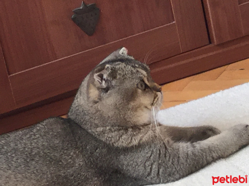 Scottish Fold, Kedi  Lokum fotoğrafı