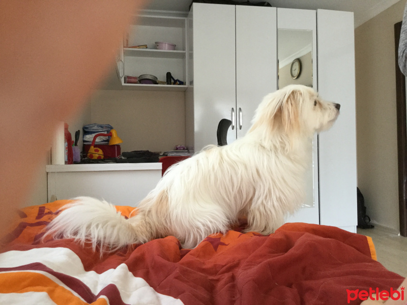 Maltese, Köpek  Paşa fotoğrafı