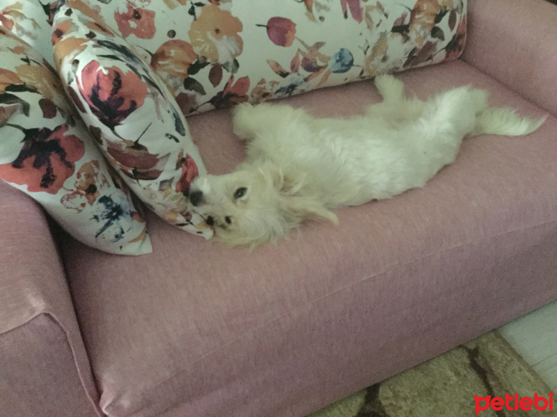 Maltese, Köpek  Paşa fotoğrafı