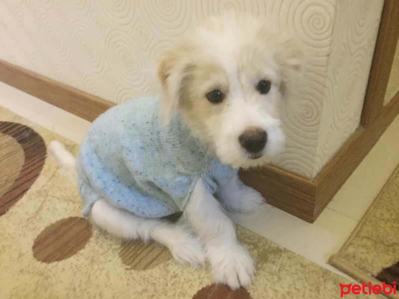 Maltese, Köpek  Paşa fotoğrafı