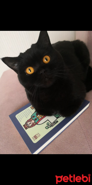 British Shorthair, Kedi  Elia fotoğrafı