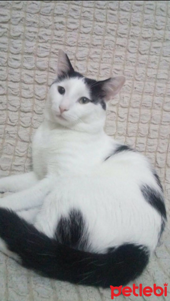 Tuxedo (Smokin) Kedi, Kedi  Gündüz fotoğrafı