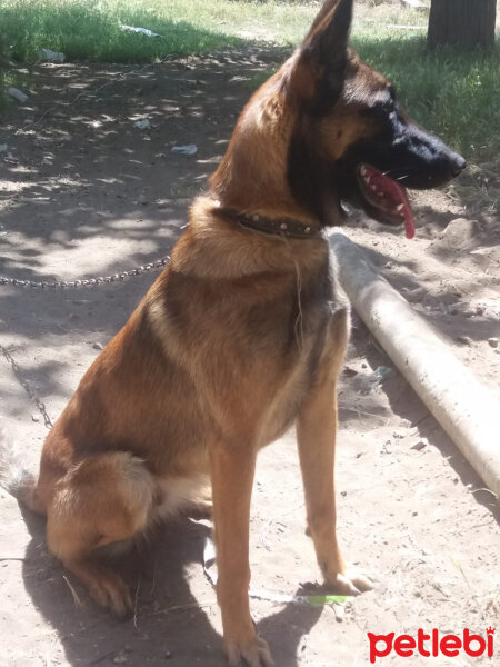 Belçika Malinois, Köpek  Lina fotoğrafı