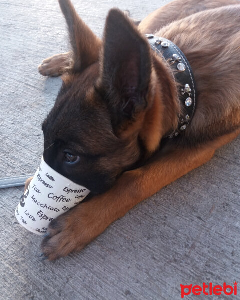 Belçika Malinois, Köpek  Lina fotoğrafı