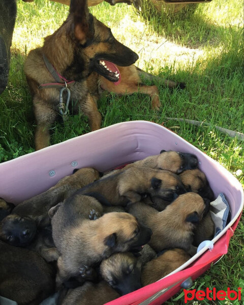 Belçika Malinois, Köpek  Lina fotoğrafı