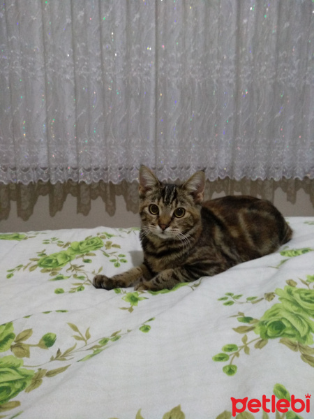 Tekir Kedi, Kedi  BONCUK HANİM fotoğrafı