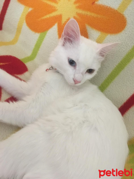 Van Kedisi, Kedi  Foxy fotoğrafı