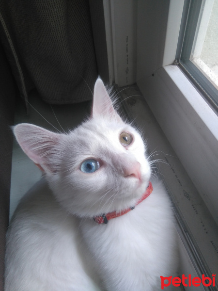 Van Kedisi, Kedi  Foxy fotoğrafı