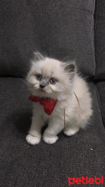 İran Kedisi (Persian), Kedi  Bulut fotoğrafı