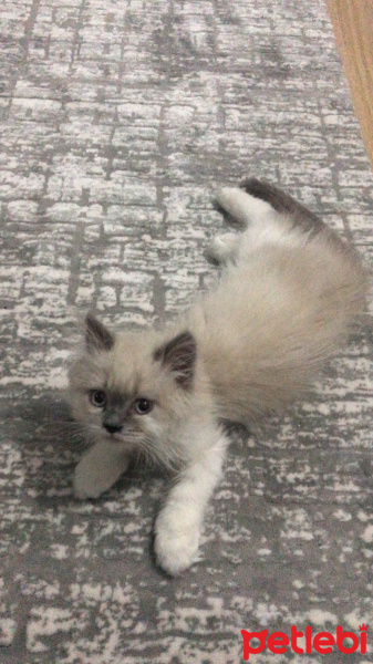 İran Kedisi (Persian), Kedi  Bulut fotoğrafı