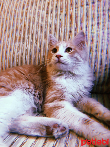 Sarman, Kedi  LATTE fotoğrafı