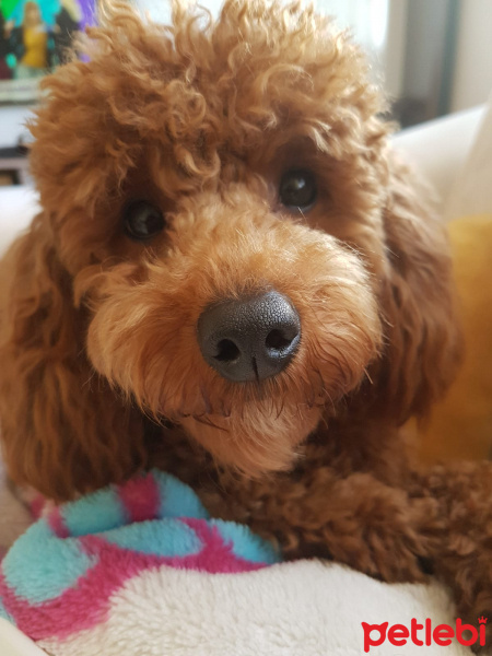 Poodle (Minyatür Kaniş), Köpek  tarçın fotoğrafı