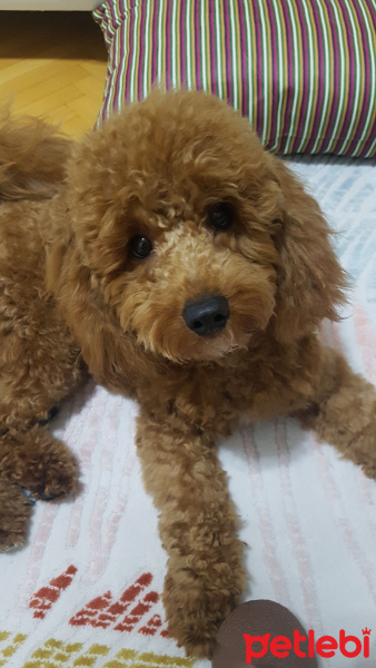 Poodle (Minyatür Kaniş), Köpek  tarçın fotoğrafı