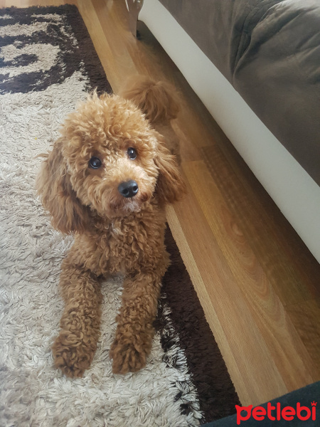 Poodle (Minyatür Kaniş), Köpek  tarçın fotoğrafı
