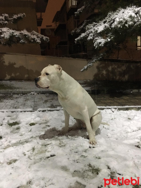 Dogo Arjantin, Köpek  Dogiy fotoğrafı
