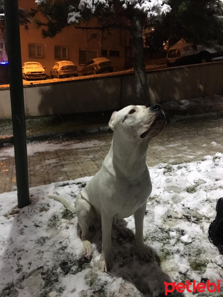 Dogo Arjantin, Köpek  Dogiy fotoğrafı