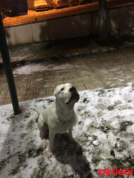 Dogo Arjantin, Köpek  Dogiy fotoğrafı