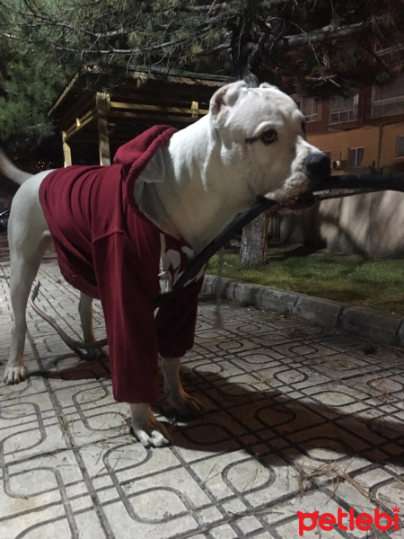 Dogo Arjantin, Köpek  Dogiy fotoğrafı