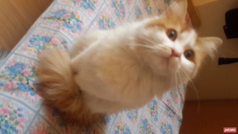 İran Kedisi (Persian), Kedi  Pamuk fotoğrafı