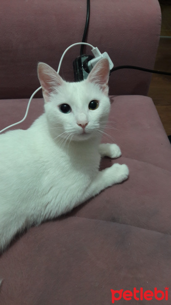 Van Kedisi, Kedi  kızım fotoğrafı