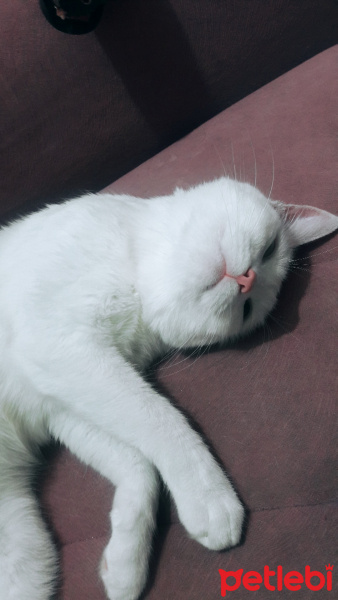 Van Kedisi, Kedi  kızım fotoğrafı