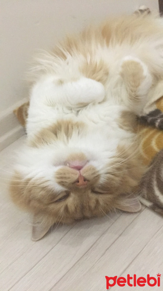 İran Kedisi (Persian), Kedi  Hector fotoğrafı