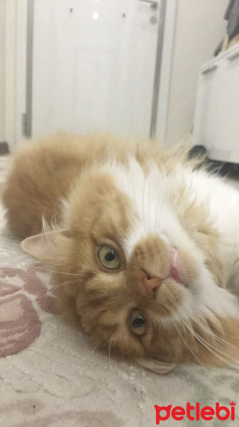 İran Kedisi (Persian), Kedi  Hector fotoğrafı