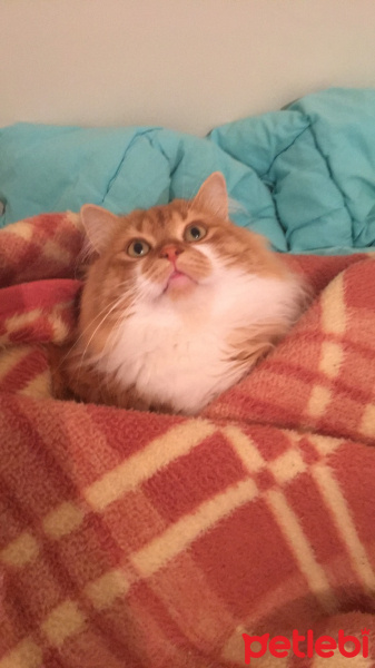 İran Kedisi (Persian), Kedi  Hector fotoğrafı