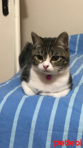 Tekir Kedi, Kedi  Maya fotoğrafı