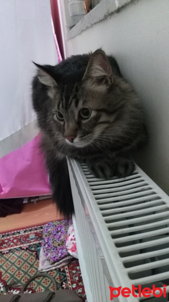 Norwegian Forest, Kedi  Pati fotoğrafı