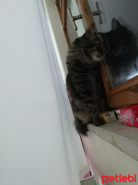 Norwegian Forest, Kedi  Pati fotoğrafı