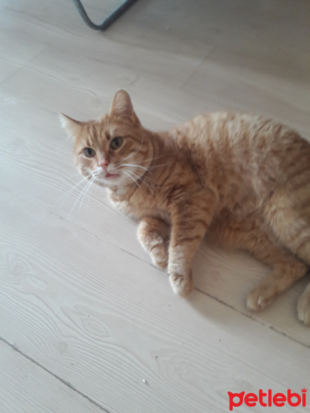 Tekir Kedi, Kedi  Tarçın fotoğrafı
