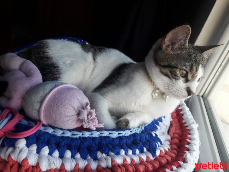 Tekir Kedi, Kedi  Shila Contes fotoğrafı