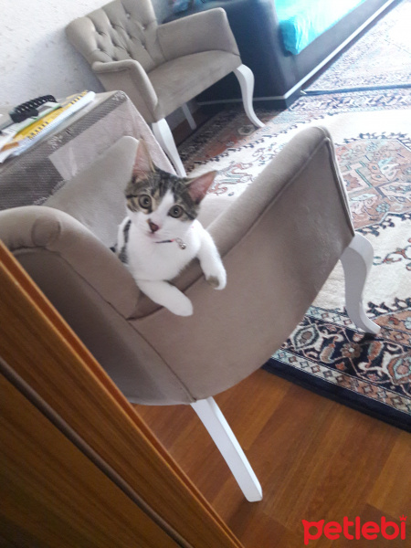 Tekir Kedi, Kedi  Shila Contes fotoğrafı