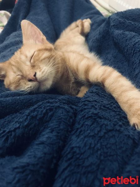 Tekir Kedi, Kedi  Muffy&Duffy fotoğrafı